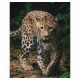 Koc dziecięcy Leopard Lampart 4942 JERRY FABRICS 120x150 rozmiar cm